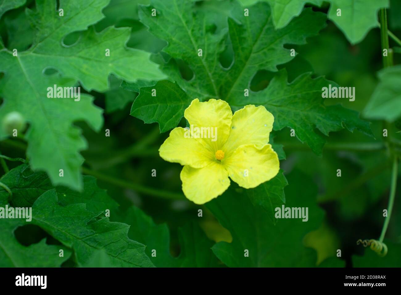 Eine einzelne gelbe Loofah oder Dhundal Blumen auf dem Garten Stockfoto