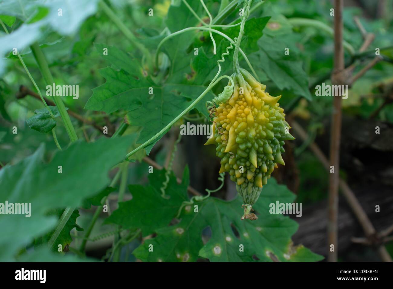 Balsambirne oder Alligatorbirne oder Momordica charantia aus der Familie der Cucurbitaceae Stockfoto