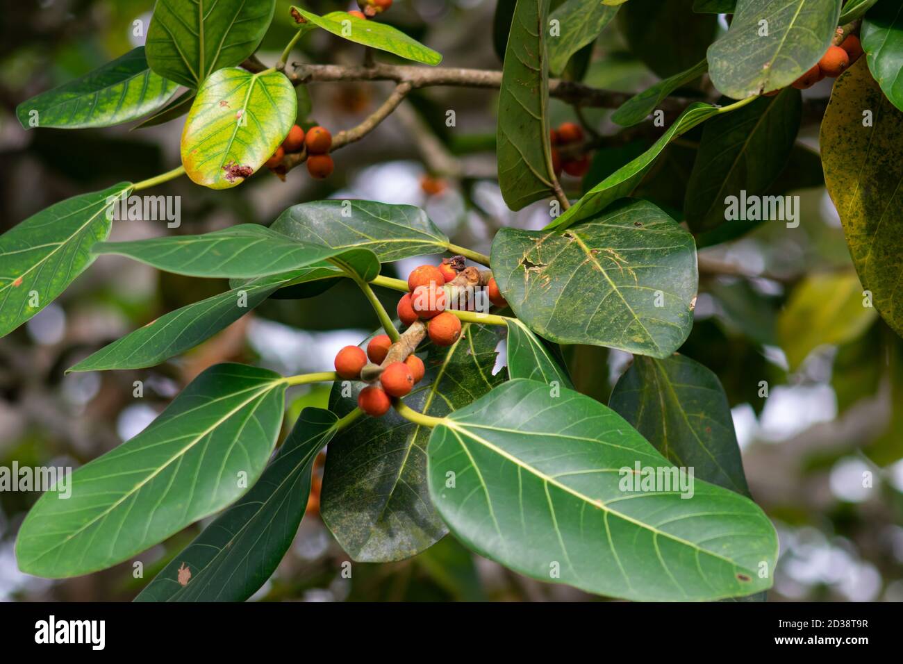 Ficus benghalensis rote Farbe Frucht oder Botaner fol und die Alter Baum Stockfoto