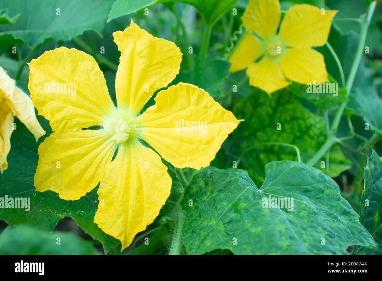 Zwei schöne loofah oder Dhundal gelbe Blumen auf der Familie Garten Stockfoto