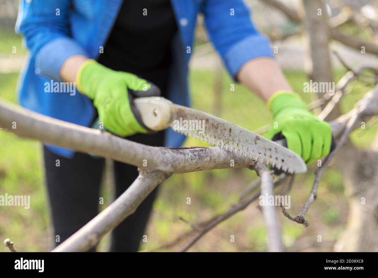 Frau Gärtnerin in Handschuhen mit Gartensäge schneidet Äste Stockfoto