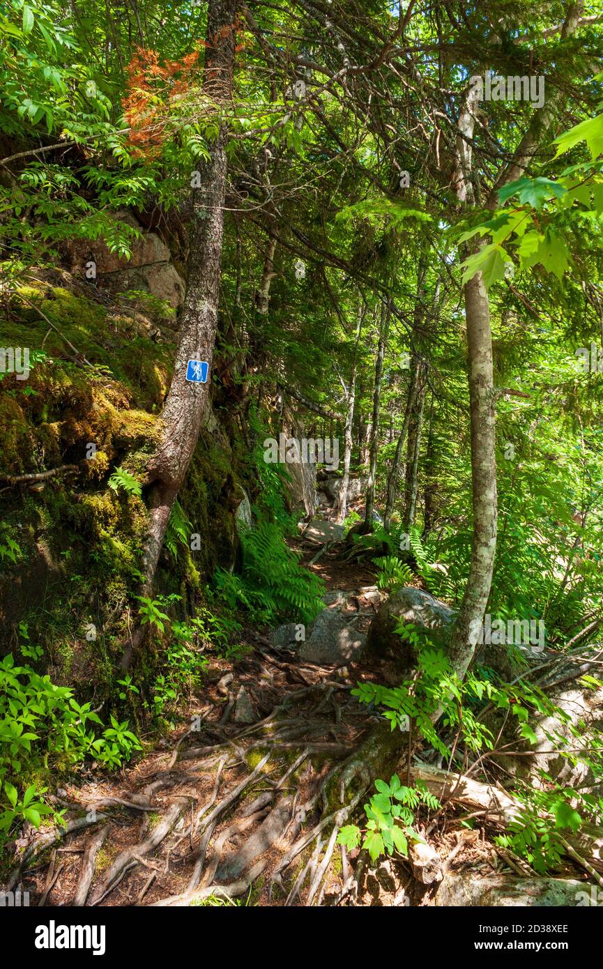 Wanderweg durch einen Mischwald, entlang des Broad River. Wegweiser auf einer Fichte. Moosehorn Trail, Fundy National Park, New Brunswick, Kanada. Stockfoto