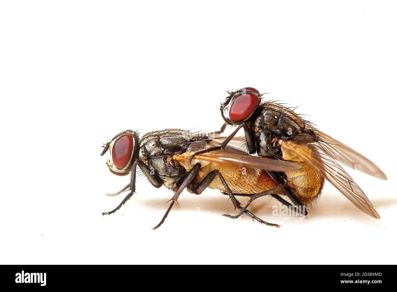 Zwei Fliegen Spaß Stockfoto