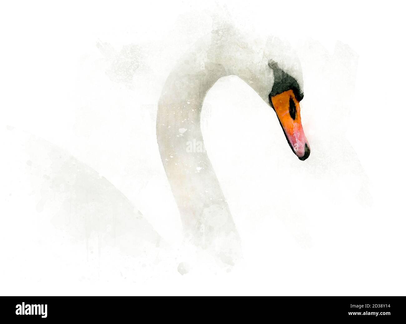 Weißer Schwan auf weißem Papier, Aquarelltechnik Stockfoto