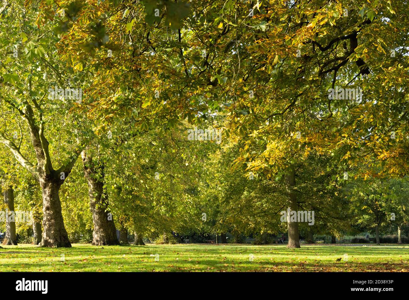 Bäume in Greenwich Park mit einem Hauch von Herbst, London Großbritannien Stockfoto