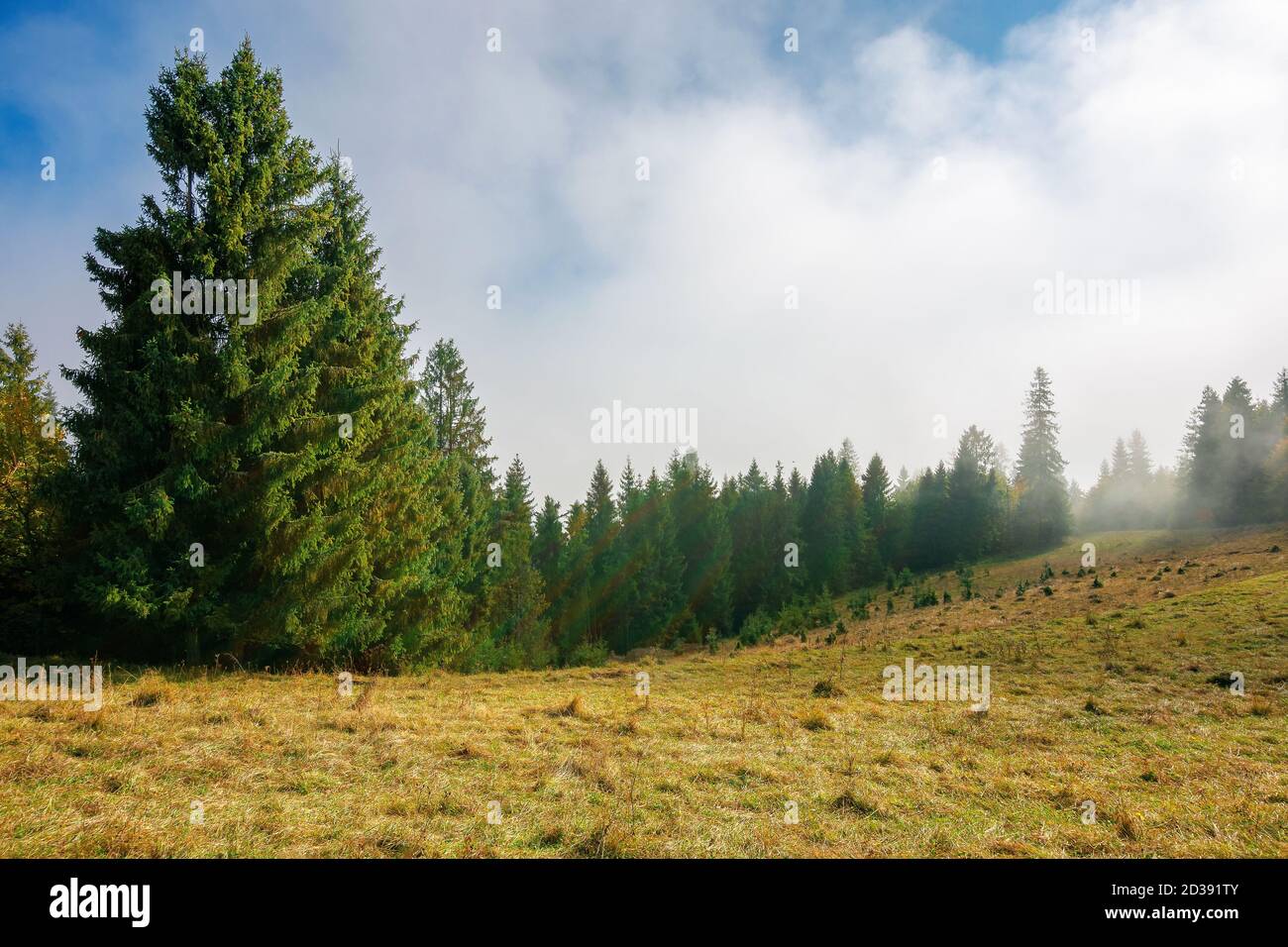 Kalter nebliger Morgen. moody Wetter Landschaft. Fichtenwald auf der Wiese im Herbst. Naturmagic Konzept Stockfoto