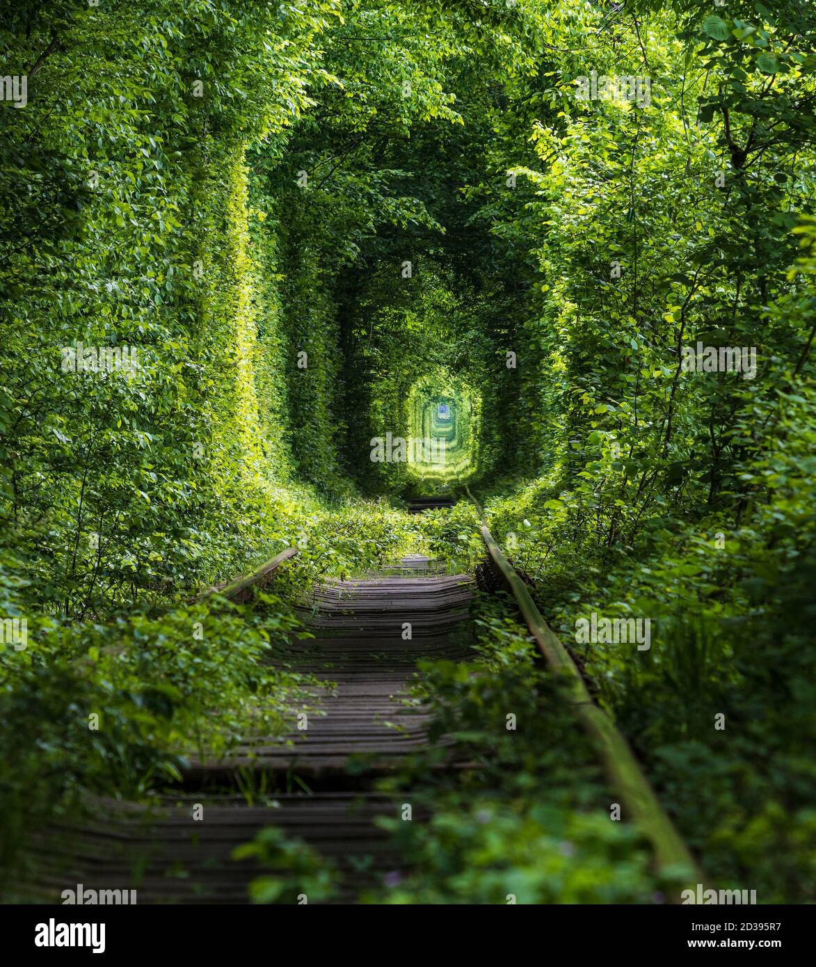 Love Tunnel (Eisenbahnstrecke im Wald bei Kleva, Ukraine. So genannt, weil vorher auf diese Weise Mädchen aus einem nahe gelegenen Dorf und Soldaten aus Stockfoto