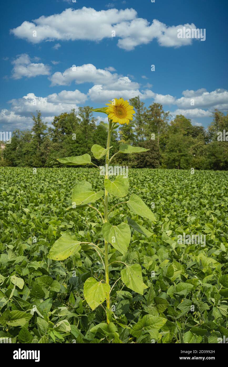 Eine isolierte Sonnenblume in der Mitte eines kultivierten Feldes Stockfoto