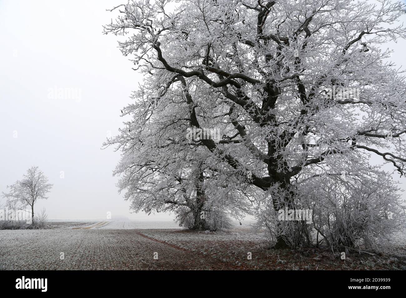 Schöne Aufnahme von verschneiten Bäumen, eine Winterlandschaft Stockfoto