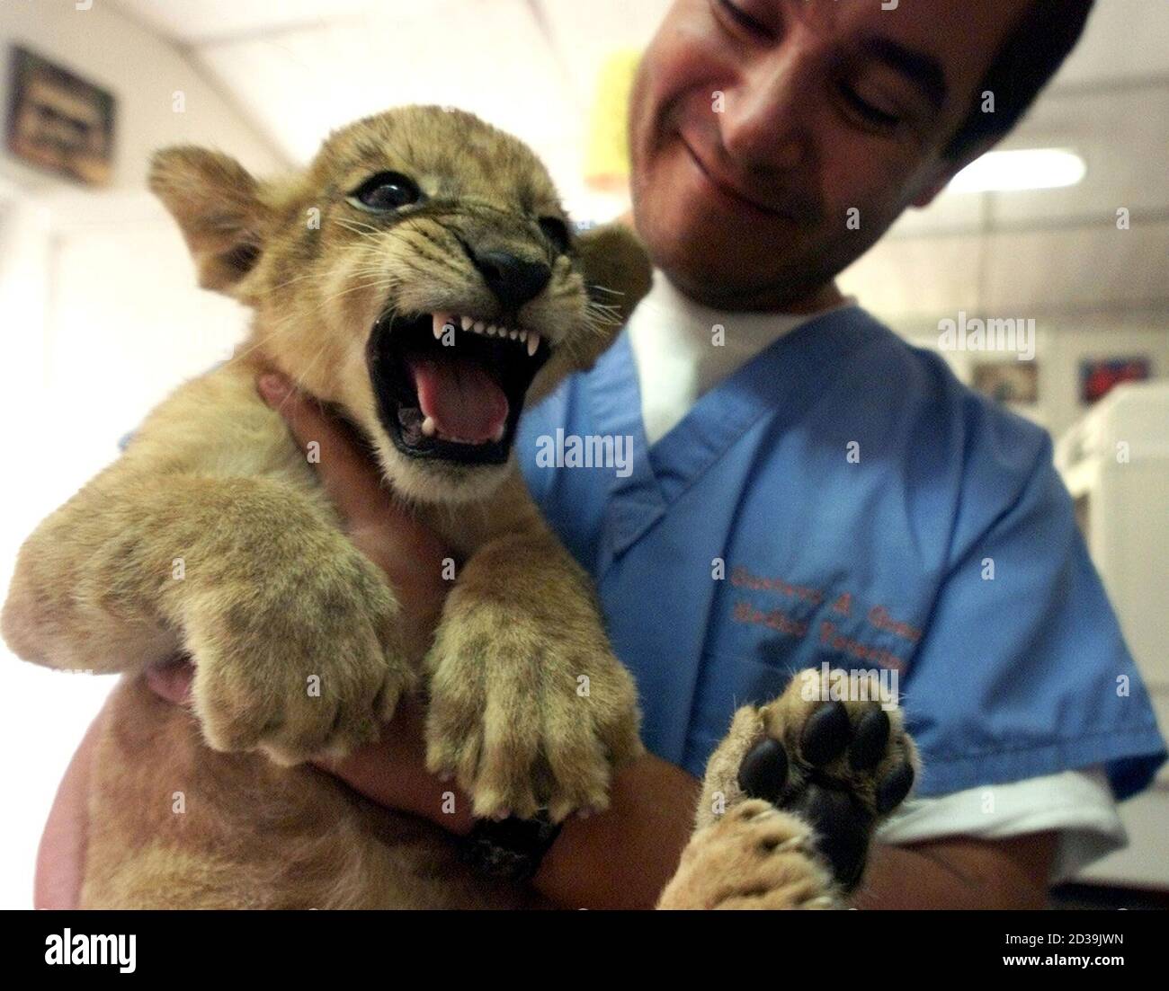 Ein sechs Wochen altes Baby männlichen Löwen namens Guicho erfolgt durch  Tierarzt Gustavo Gonzalez, die ihn und seine beiden Schwestern, geboren im  Juli letzten Jahres im La Aurora Zoo in Guatemala-Stadt, 18.