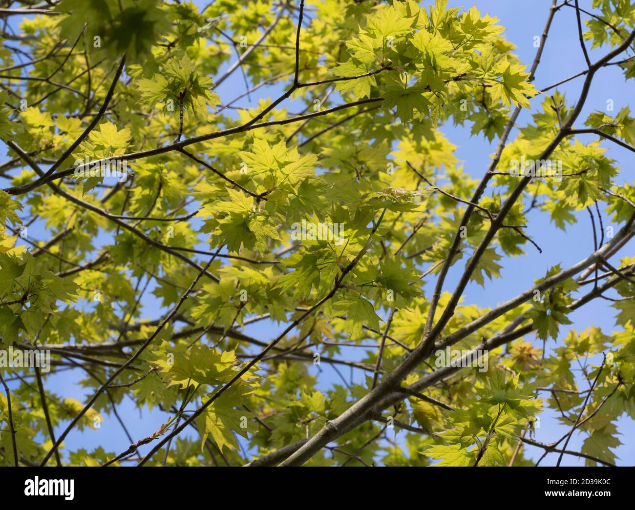 Zuckerahorn, Acer saccharum, Sonnenlicht, das im Frühjahr durch die Blätter scheint. Worcestershire, Großbritannien. Stockfoto