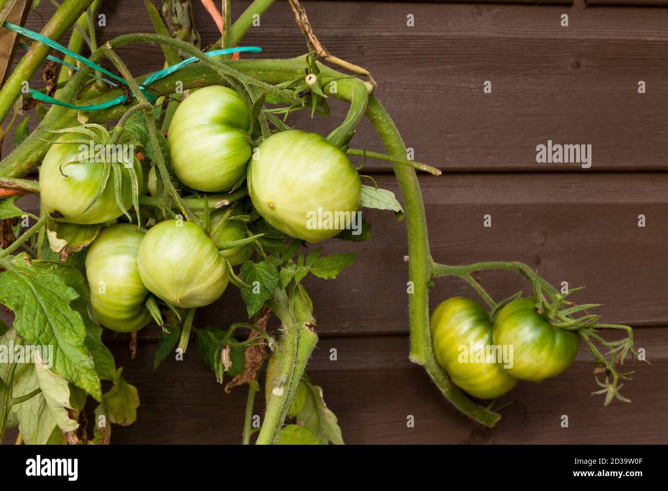 Grüne Tomaten im Freien, die auf der Rebe wachsen Großbritannien Stockfoto
