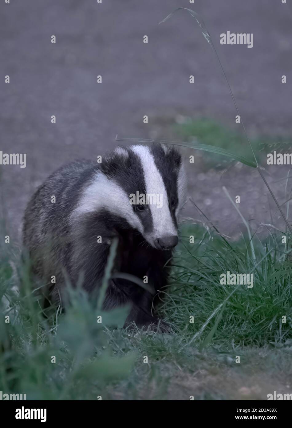 Dachs, Meles meles, alleinerziehend im Garten am späten Abend, Worcestershire, Großbritannien. Stockfoto