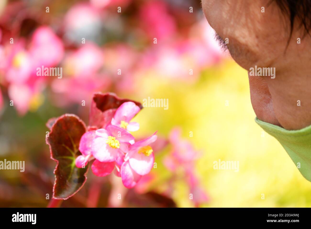Begonia semperflorens oder Wachs Begonia wird als Zierpflanze im Freien verwendet. Es ist eine kompakte, bestückte, saftige, faserige Wurzelpflanze mit fleischiger ste Stockfoto