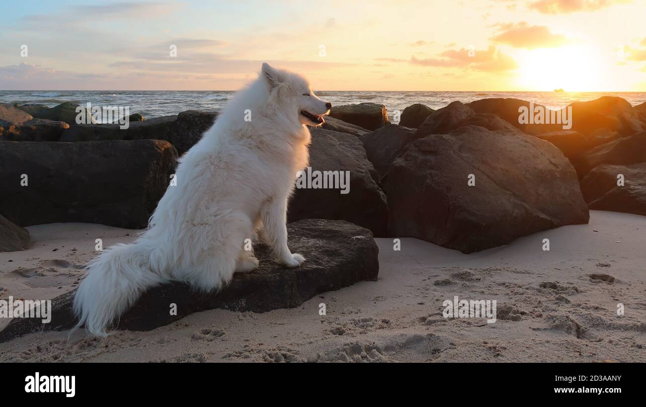 Samoyed Hund am Strand bei Sonnenuntergang Stockfoto