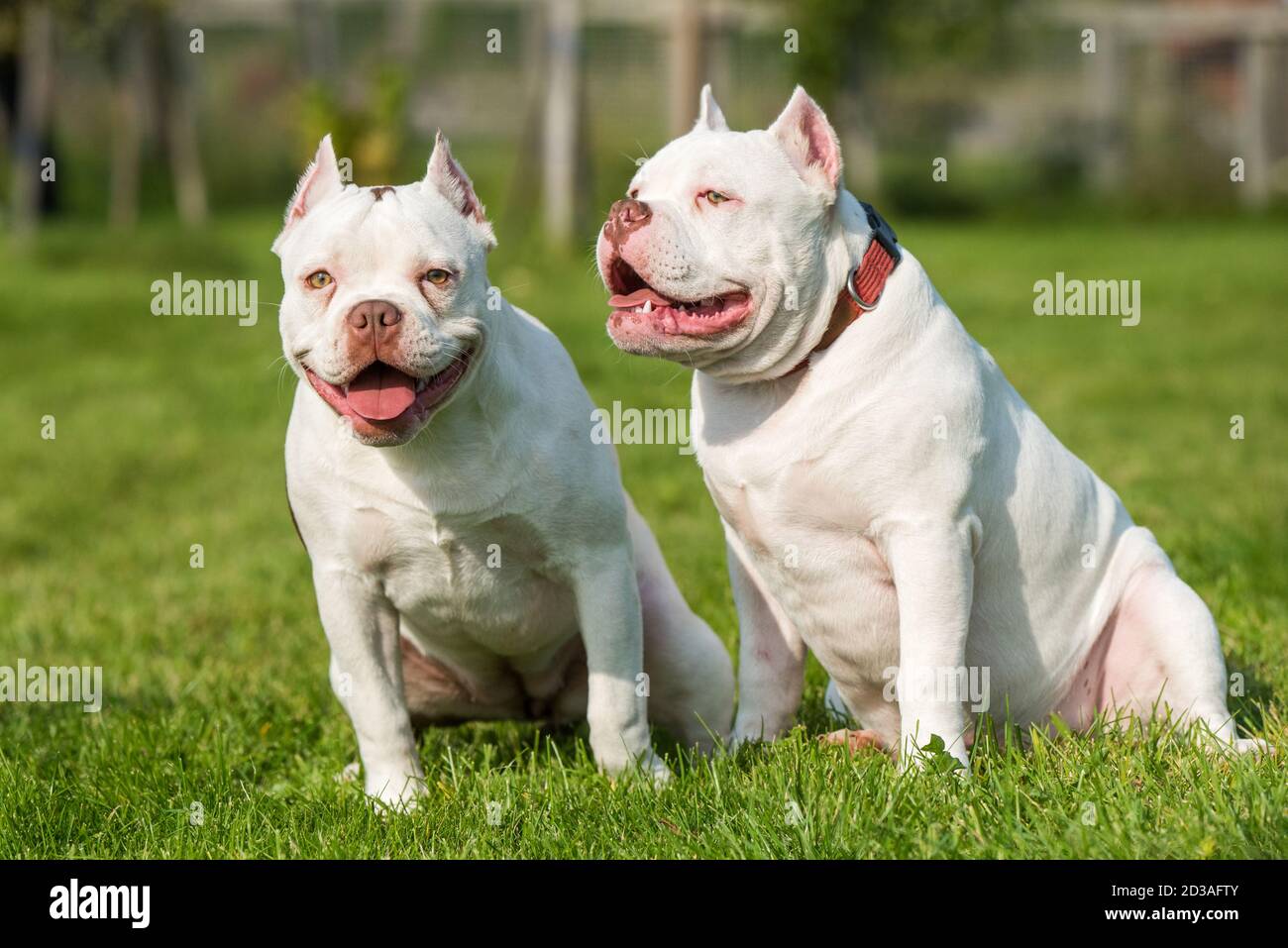 Dog American Bulldog Bully Two Stockfotos Und Bilder Kaufen Alamy
