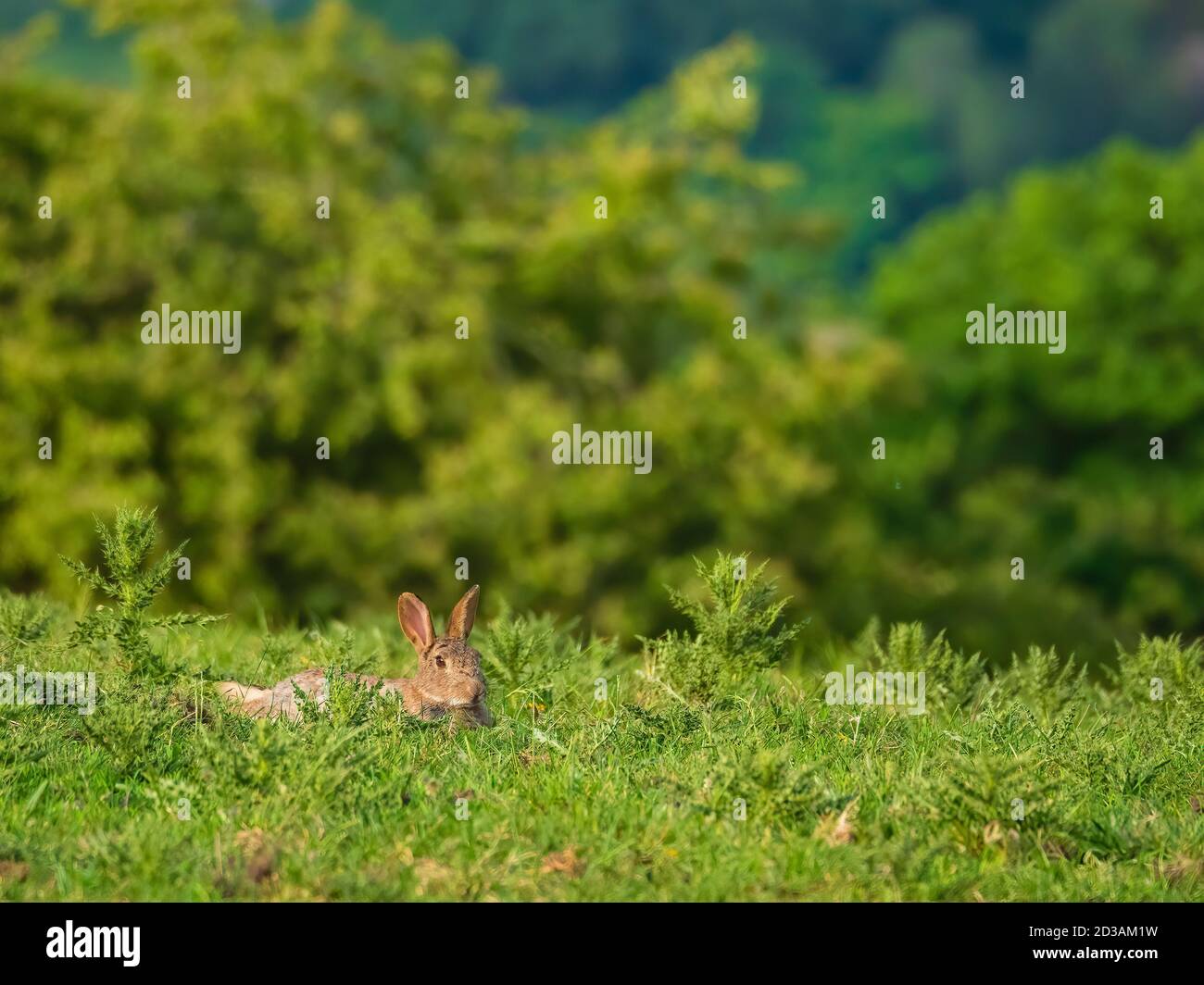 Kaninchen entspannen Stockfoto