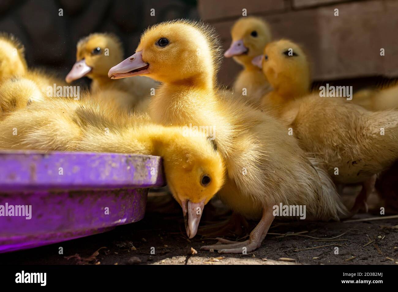 Eine Gruppe von Entlein. Anbauen von Geflügel zu Hause. Stockfoto