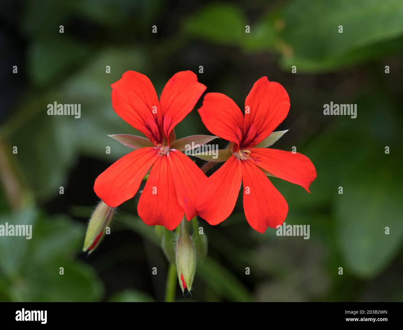 Rotes Pelargonium, Nahaufnahme von Blumen. Stockfoto