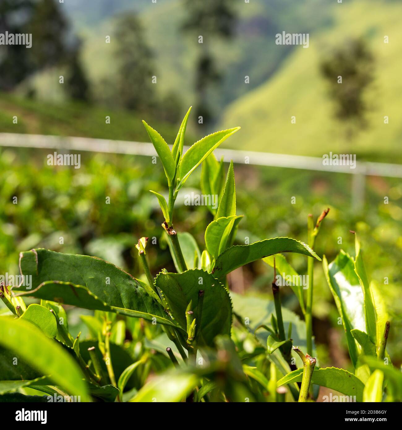 Blätter eines Teebaums Buschansicht auf dem Hintergrund Der Plantage Stockfoto