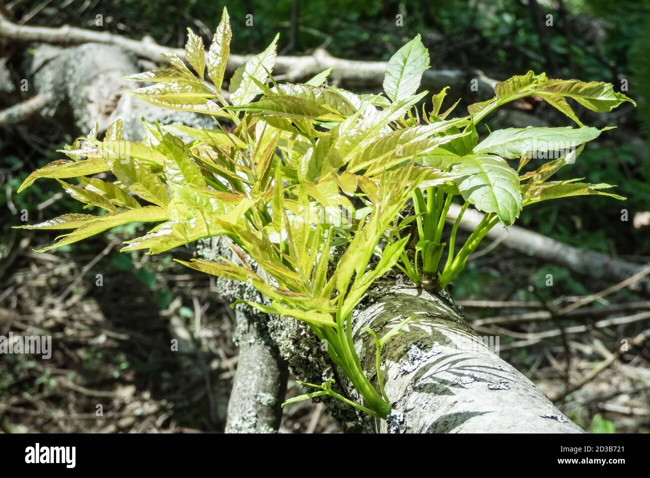 Die Natur findet immer einen Weg. Nahaufnahme des frischen Eschenkernlings aus einem zerbrochenen und gefallenen Ast. Stockfoto