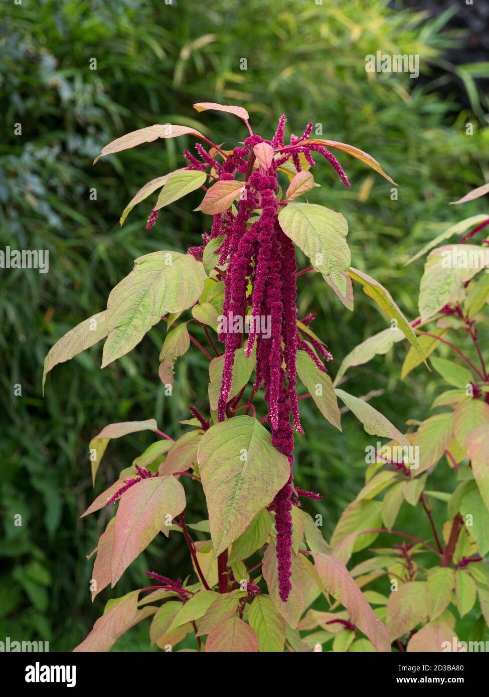 Love-Lies-Bleeding, Amaranthus caudatus, Blume Quasten, Worcestershire Großbritannien. Stockfoto