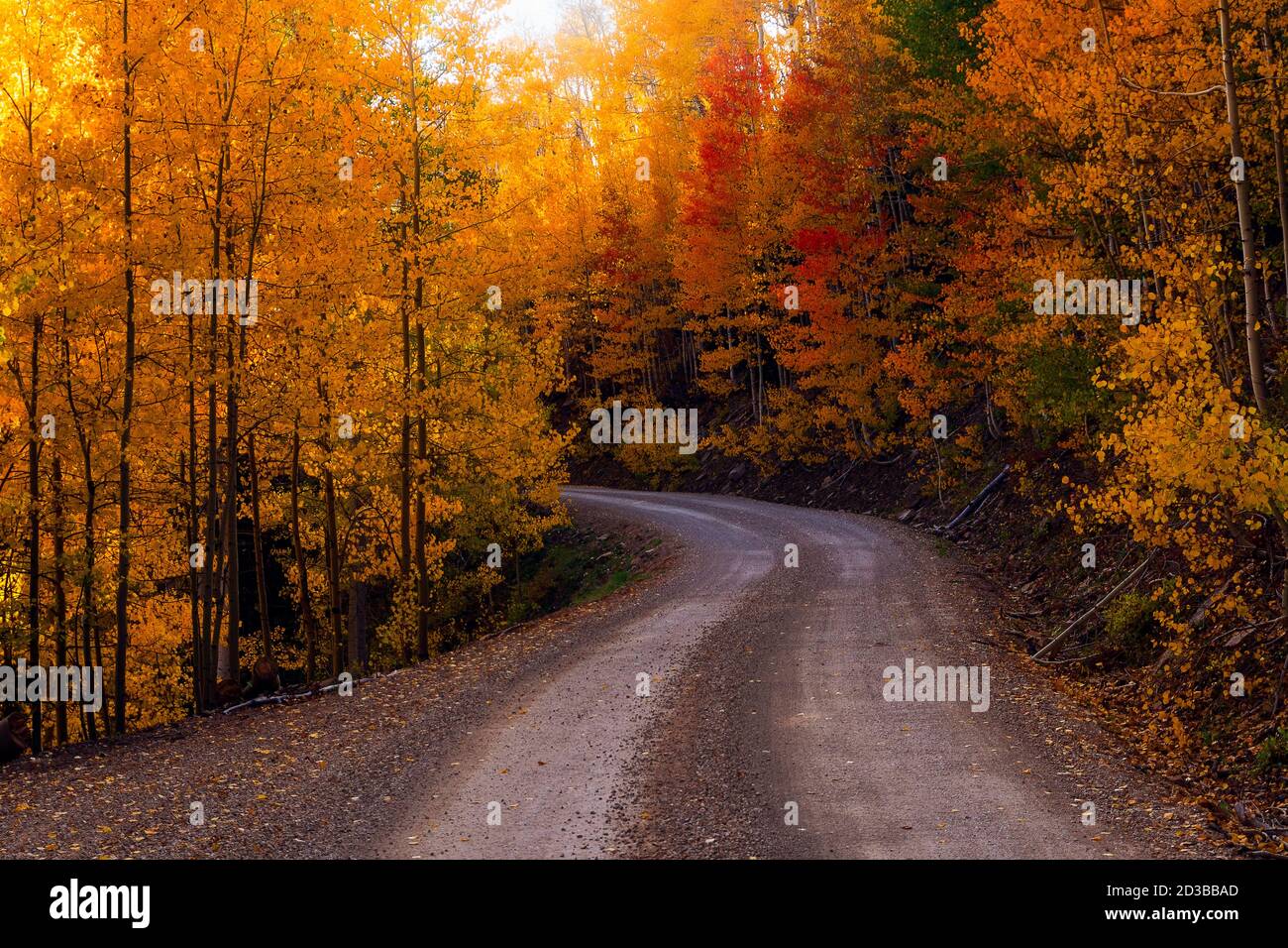 Malerische Herbstlandschaft mit einer gewundenen Feldstraße durch bunte Aspen-Bäume mit Herbstfarben in der Nähe von Dolores, Colorado Stockfoto