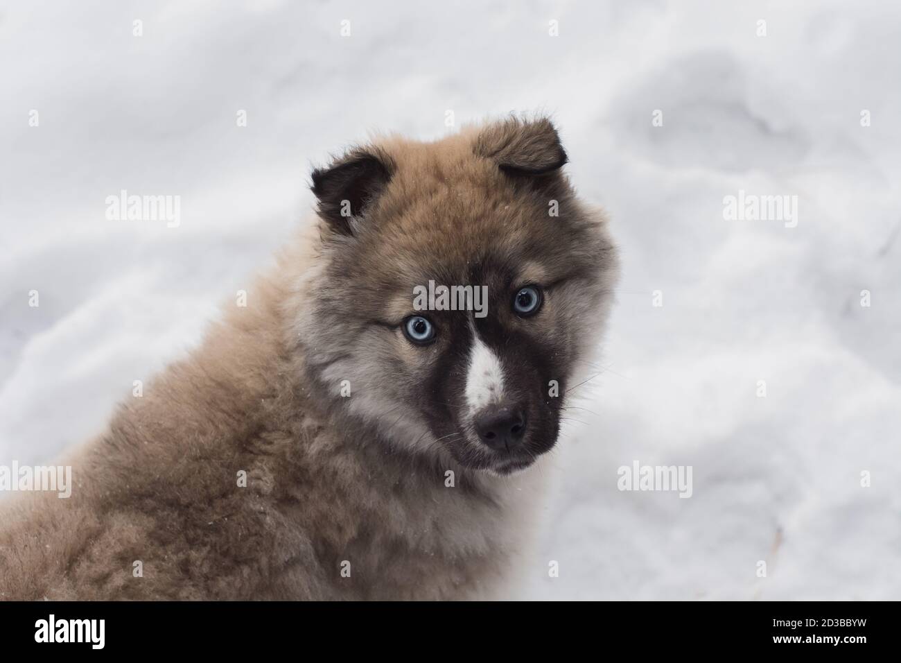 Kleine Husky Welpen spielen im Schnee. Portrait von niedlichen kleinen Hund mit großen schönen blauen Augen. Bester Freund des Menschen. Überraschte Haustiere aus nächster Nähe. Weißer Fleck Stockfoto