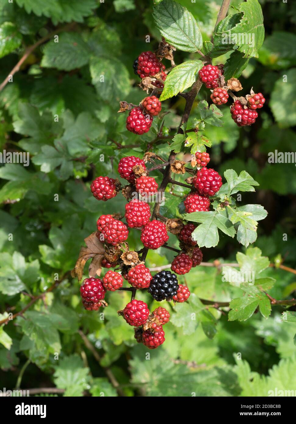 Wilde Brombeeren, Rubus fruticosus, in verschiedenen Stadien der Reifung, Worcestershire, Großbritannien Stockfoto
