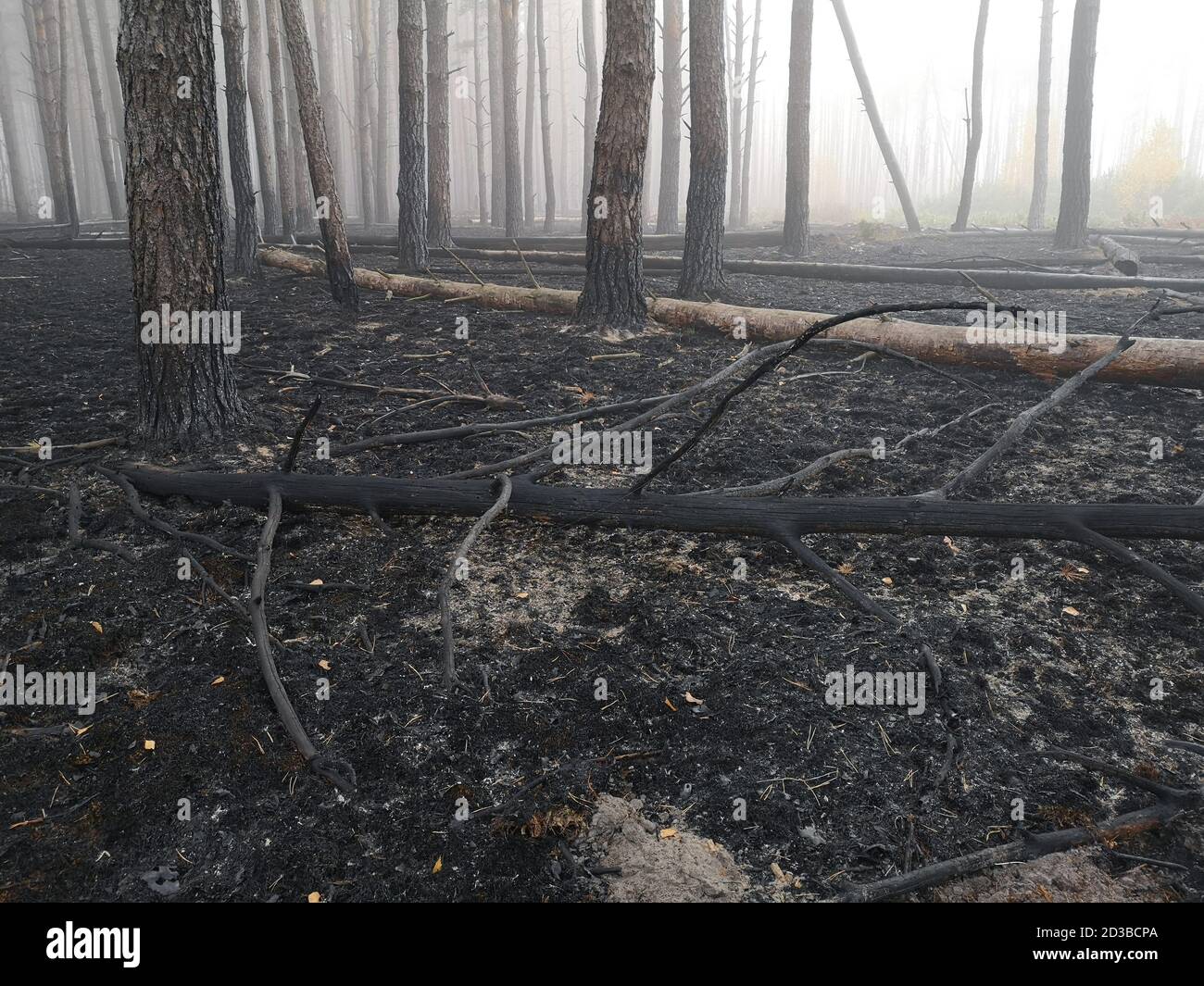 Torfböden sind in Flammen. Waldbrand und seine Folgen Stockfoto