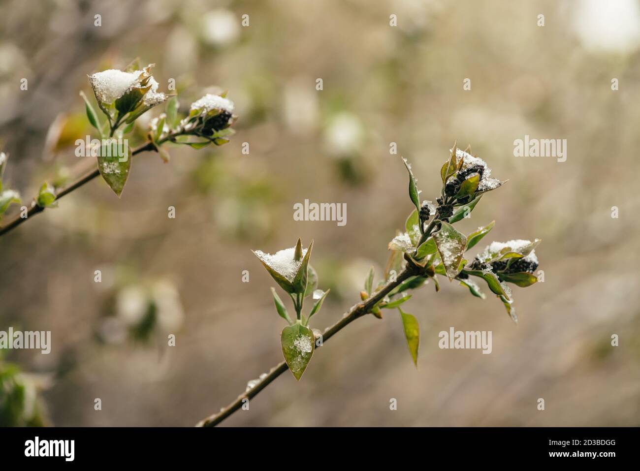 Schneebedeckter Busch mit Fliederknospen beginnt im Frühjahr aus nächster Nähe zu blühen. Baum von syringa mit Eis und Schnee auf Ästen. Abnormes Wetter im Frühling Stockfoto