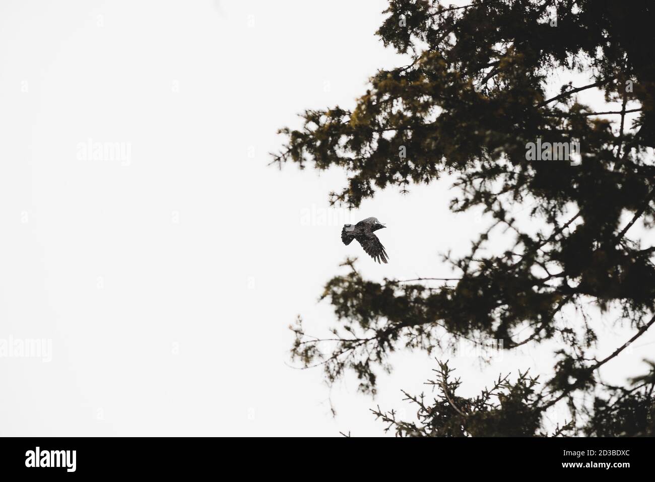 Schwarzer Rabe fliegt auf Fichtengrund auf der Jagd. Stimmungsvolle Landschaft mit dunkler Krähe in grauem Himmel über Nadelbaum mit Kopierraum. Schöner Flig Stockfoto