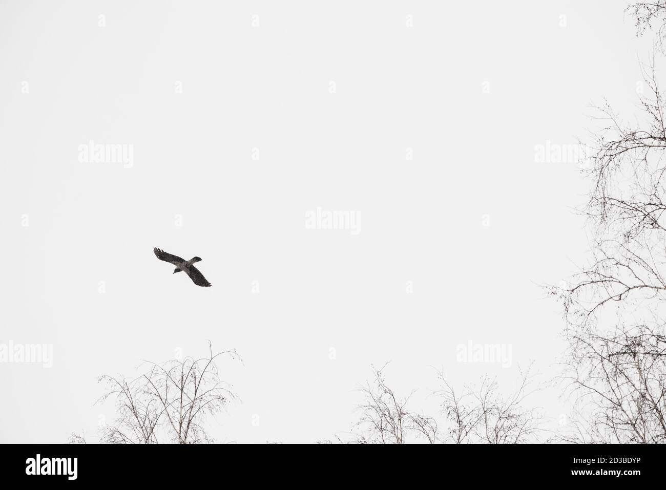 Schwarzer Rabe fliegt über Bäumen auf der Jagd. Stimmungsvolle Landschaft mit dunkler Krähe in grauem Himmel mit Kopierraum. Wingspan wild fliegenden Tier der Stadt. Beaut Stockfoto
