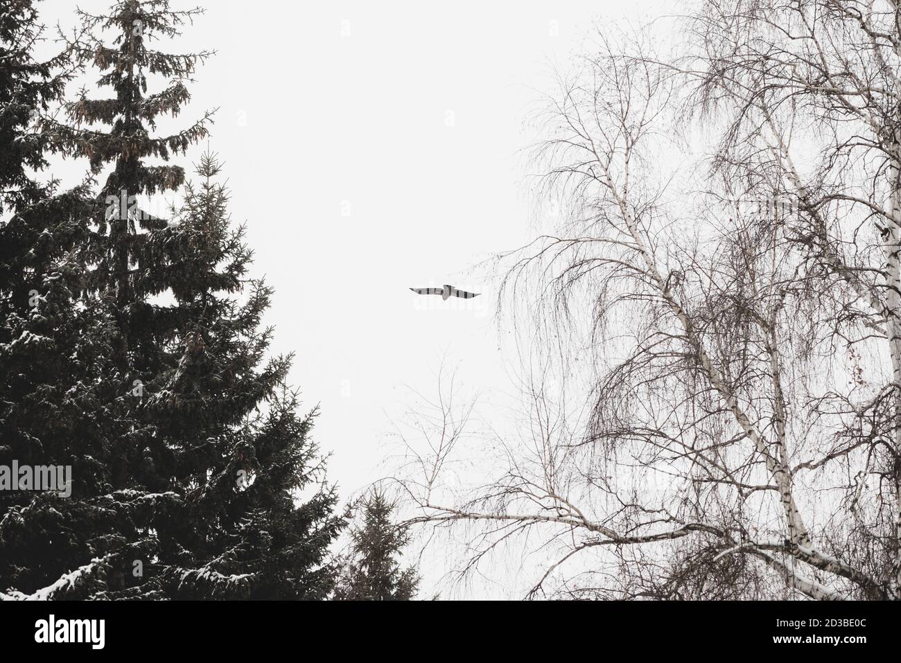 Schwarzer Rabe fliegt über Bäumen auf der Jagd. Stimmungsvolle Landschaft mit Nadelbäumen und Laubbäumen im Schnee, mit dunkler Krähe am grauen Himmel, mit Kopierraum. Stockfoto