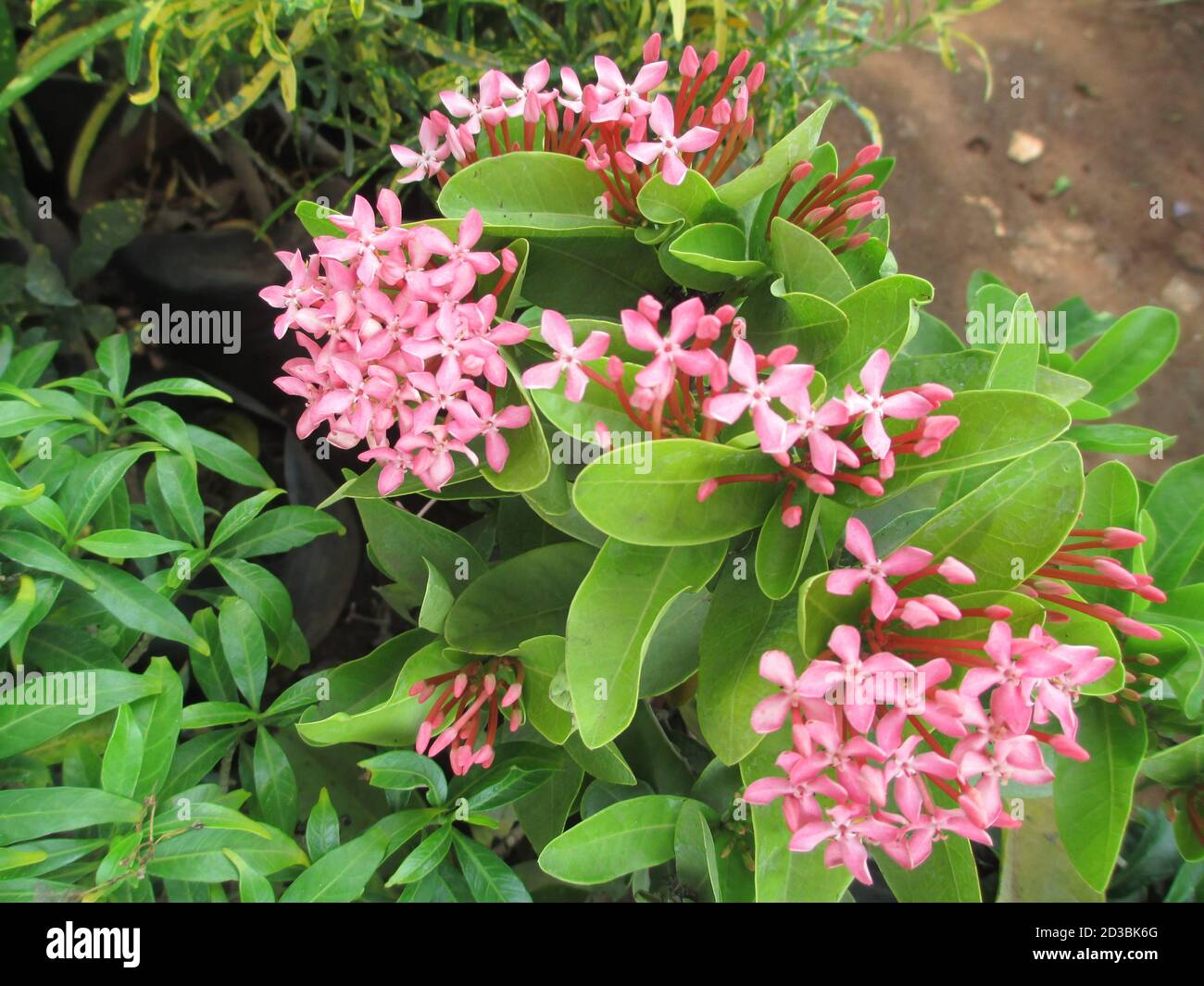 Malerische Aussicht auf weißlich rosa Ixora Blumen und Pflanzen Stockfoto