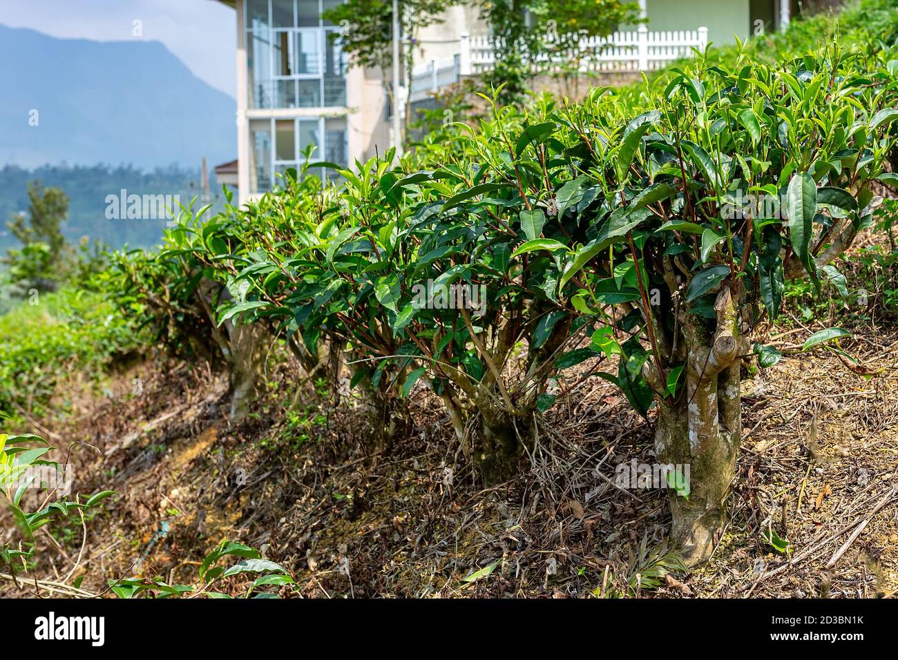 Teebuchsen, Teebaum Nahaufnahme auf dem Hintergrund einer Teeplantage Stockfoto