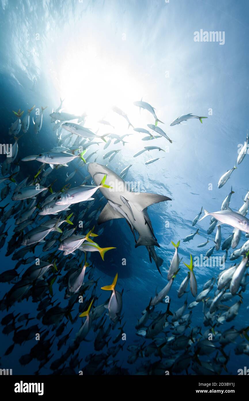 Zitronenhai am Tiger Beach, Bahamas. Stockfoto