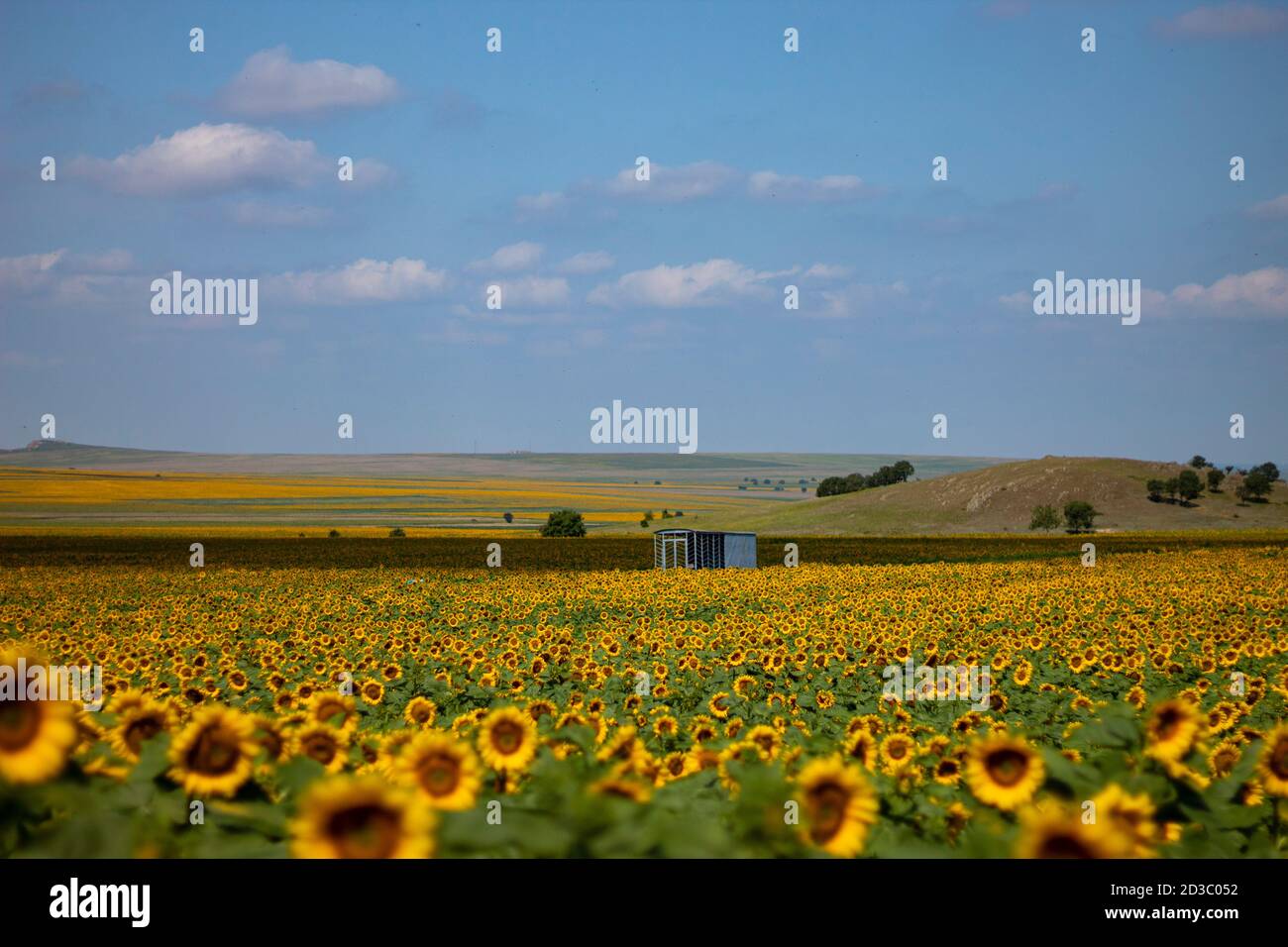 Ein Sonnenblumenfeld in voller Blüte Stockfoto
