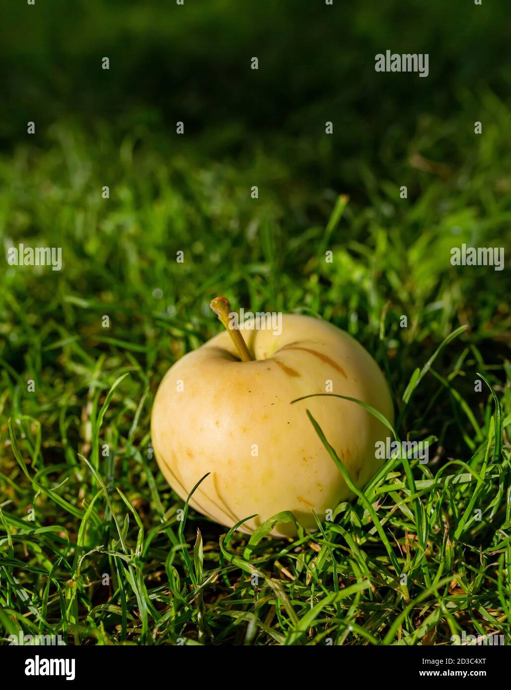 Ernte Herbst. Gelber Apfel auf grünem Gras Nahaufnahme. Stockfoto