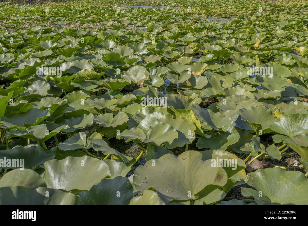 See völlig überwuchert aquatischen blühenden Pflanze europäischen weißen Seerose (Nymphaea alba). Nahaufnahme Stockfoto