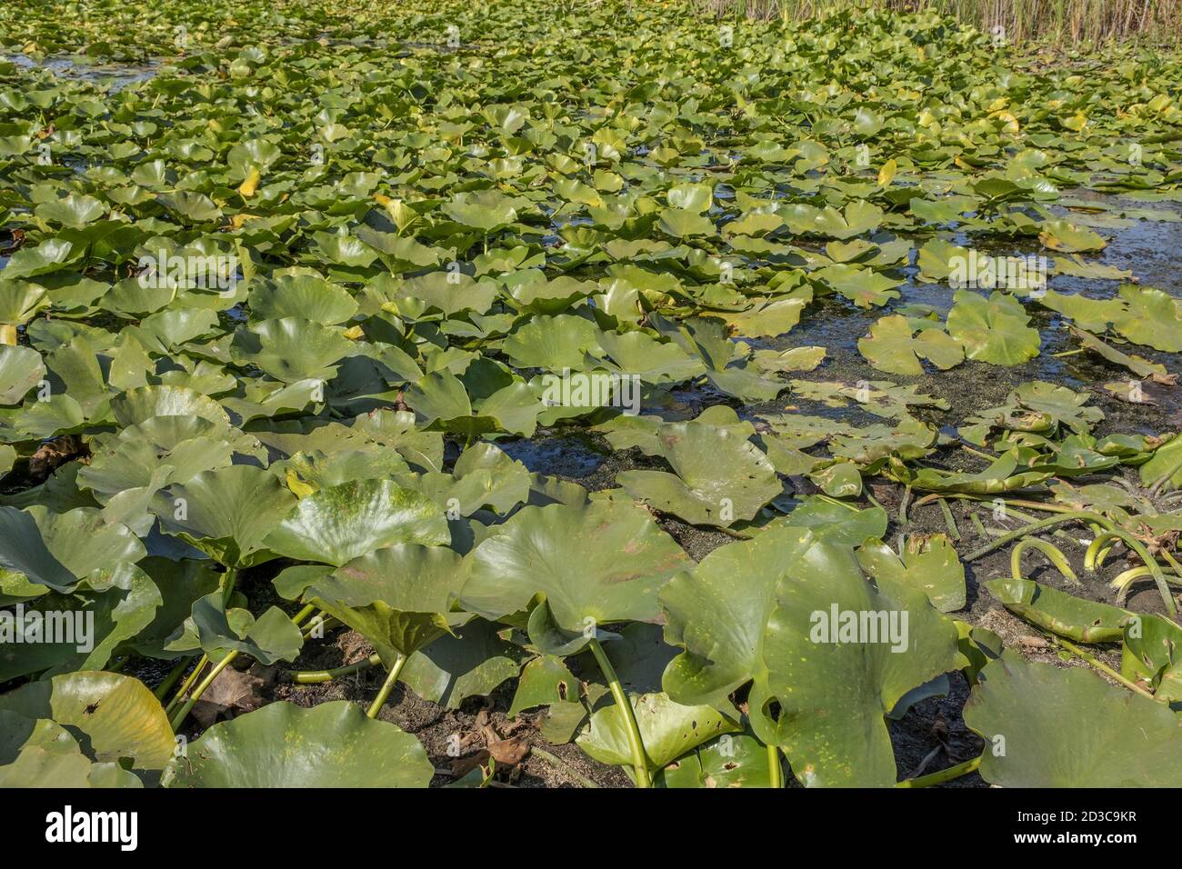 See völlig überwuchert aquatischen blühenden Pflanze europäischen weißen Seerose (Nymphaea alba). Nahaufnahme Stockfoto