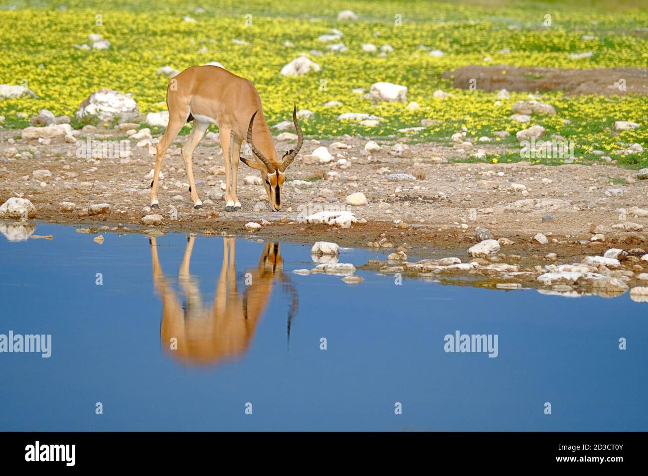 Schwarz gesichtige Impala, Aepyceros melampus petersi, grasen in dieser bunten afrikanischen Szene. Reflexion im Wasser des Tieres. Etosha Park, Namibia Stockfoto