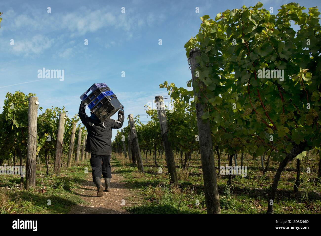 Chardonnay-Traubenernte in Hambledon Vineyard and Winery, Hampshire, Großbritannien Mittwoch, 7. Oktober 2020. Hambledon hat 100,00 etablierte Reben, die o Stockfoto