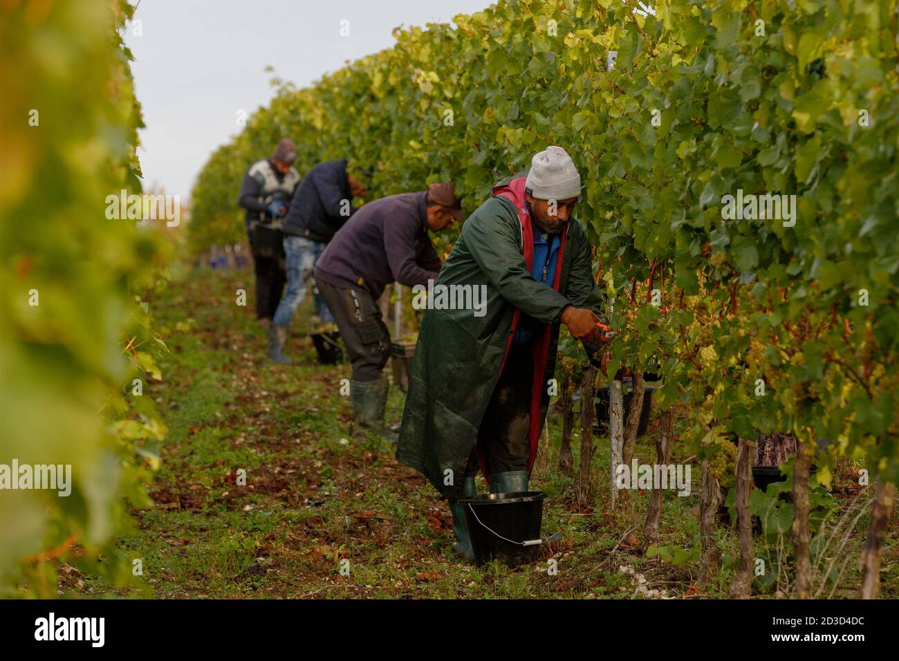 Chardonnay-Traubenernte in Hambledon Vineyard and Winery, Hampshire, Großbritannien Mittwoch, 7. Oktober 2020. Hambledon hat 100,00 etablierte Reben, die o Stockfoto