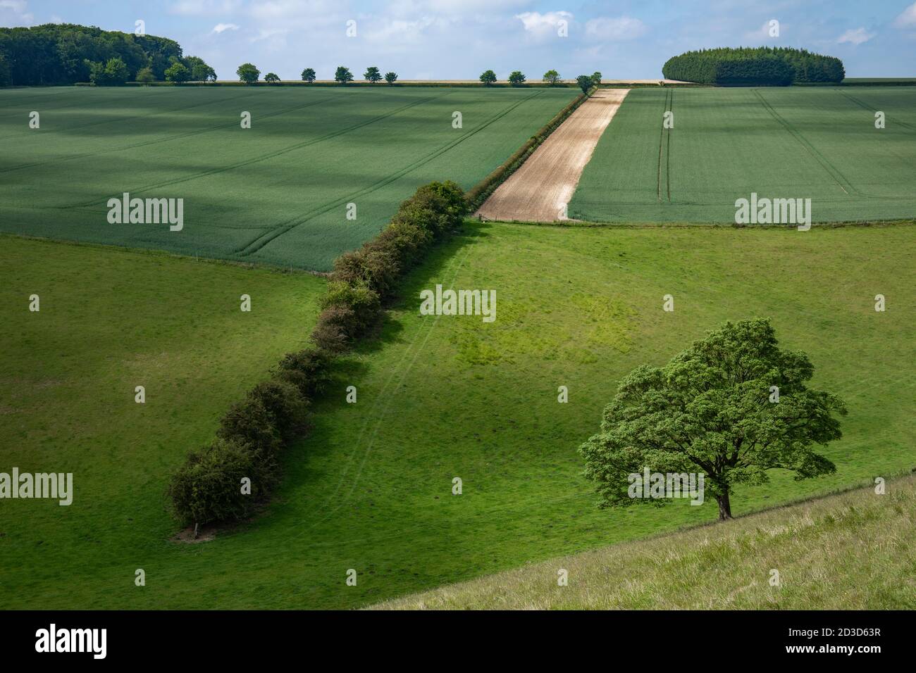 Erntefelder am Rabbit Dale in der Nähe des Dorfes Huggate, East Riding of Yorkshire, Yorkshire Wolds im Sommer (Juni 2020) Stockfoto