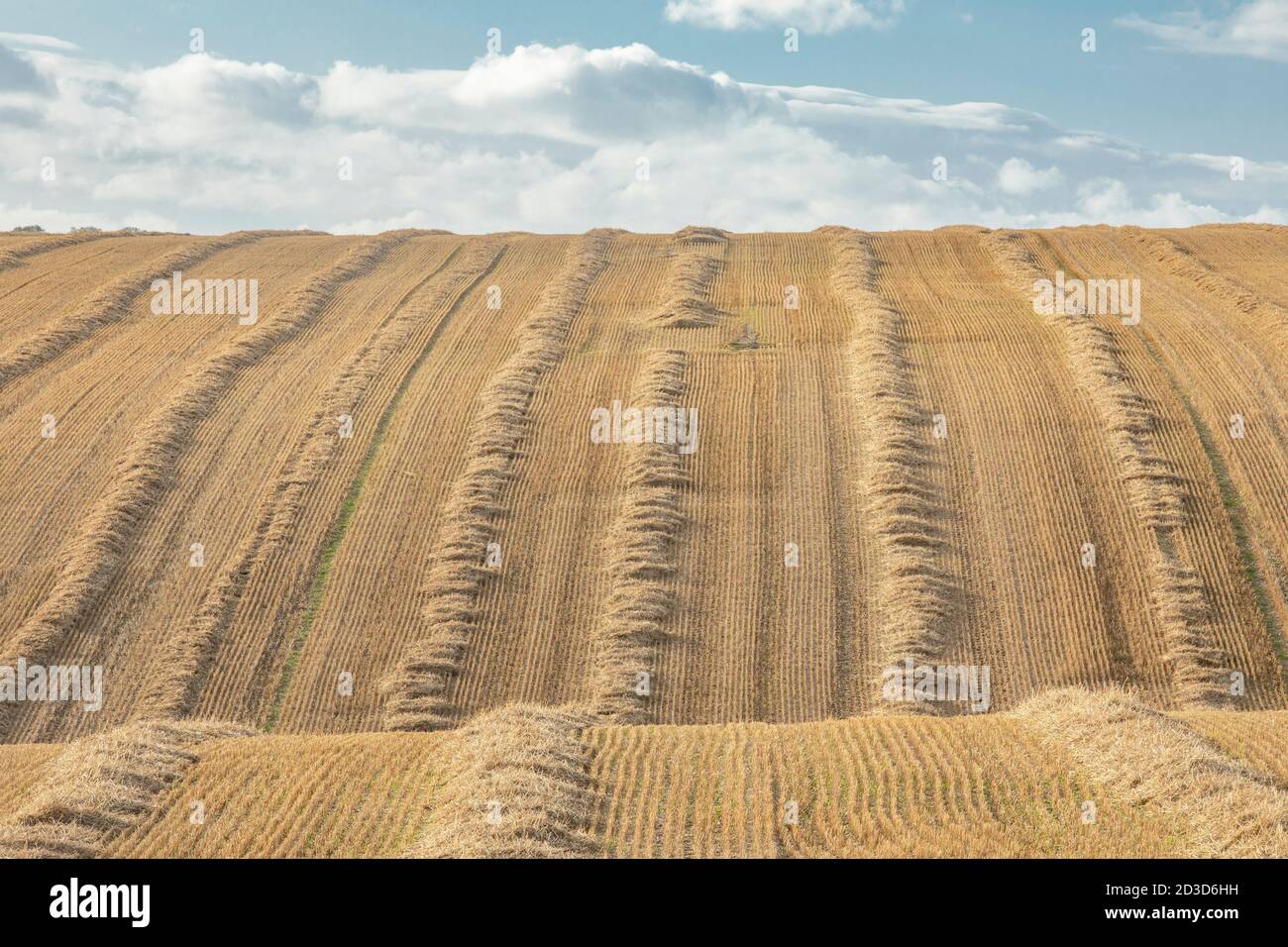 Ernte-/Strohfeld nach der Ernte in East Heslerton bei Malton, North Yorkshire im Sommer (September 2020) Stockfoto