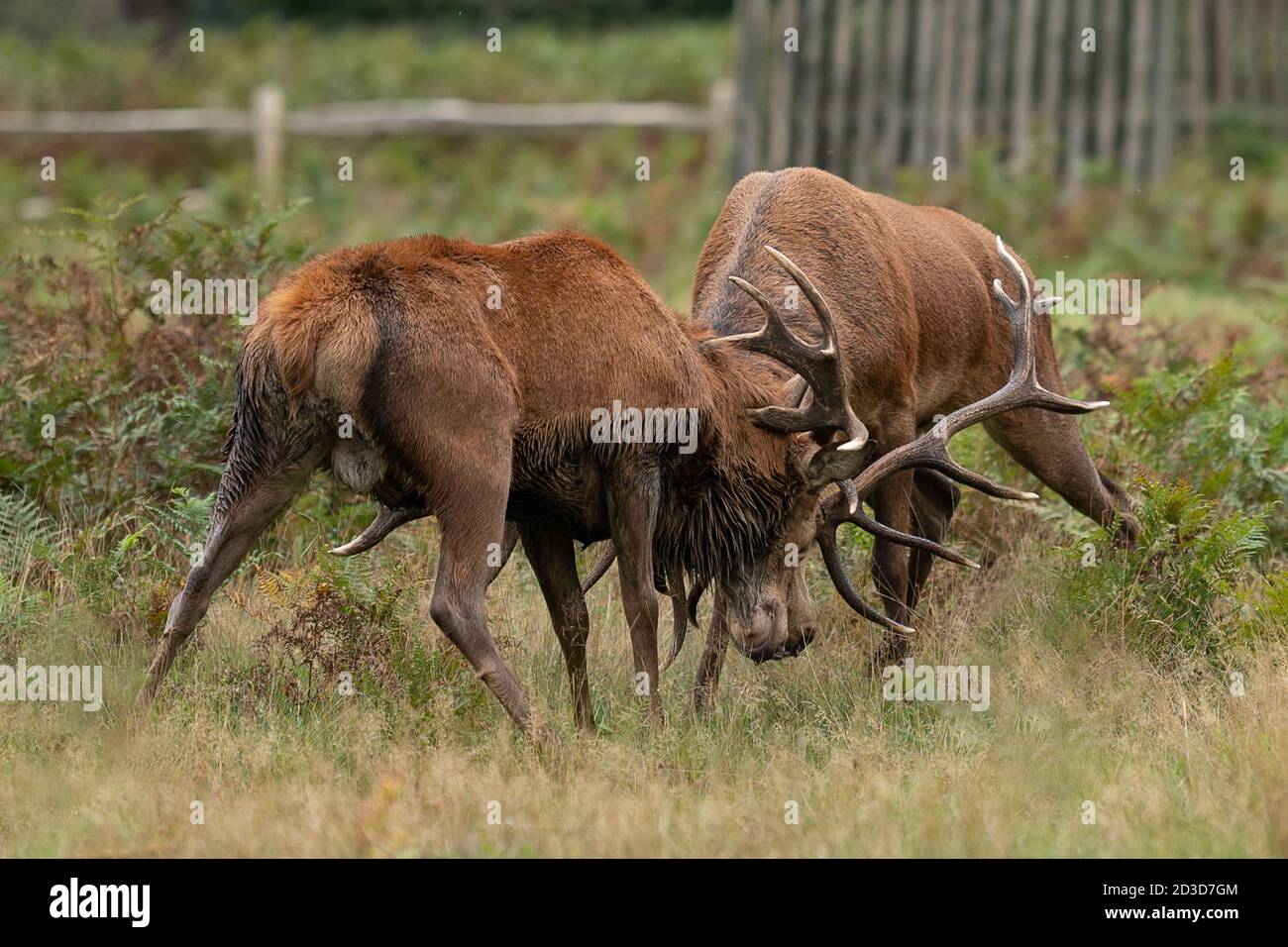 Zwei reife Rothirsche kämpfen während der Herbstbrunst Saison Stockfoto