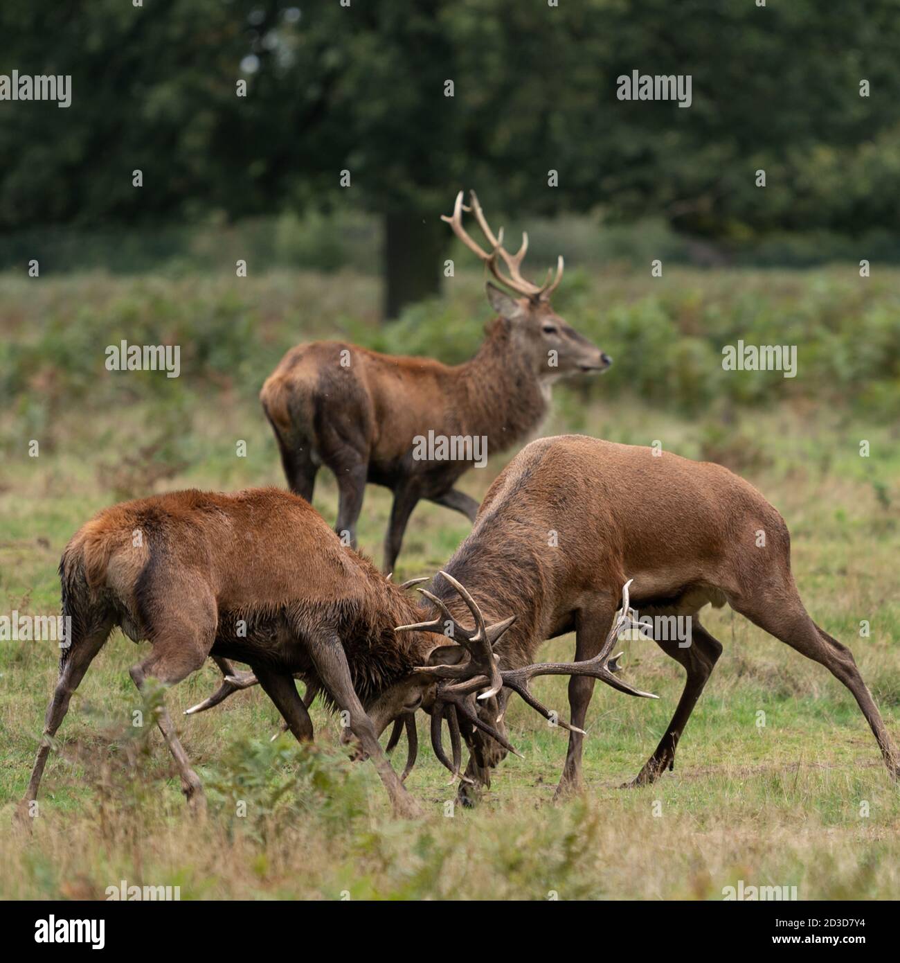 Junge Rothirsche Hirsche beobachten zwei ältere Hirsche kämpfen während Die Herbstbrunst Saison Stockfoto