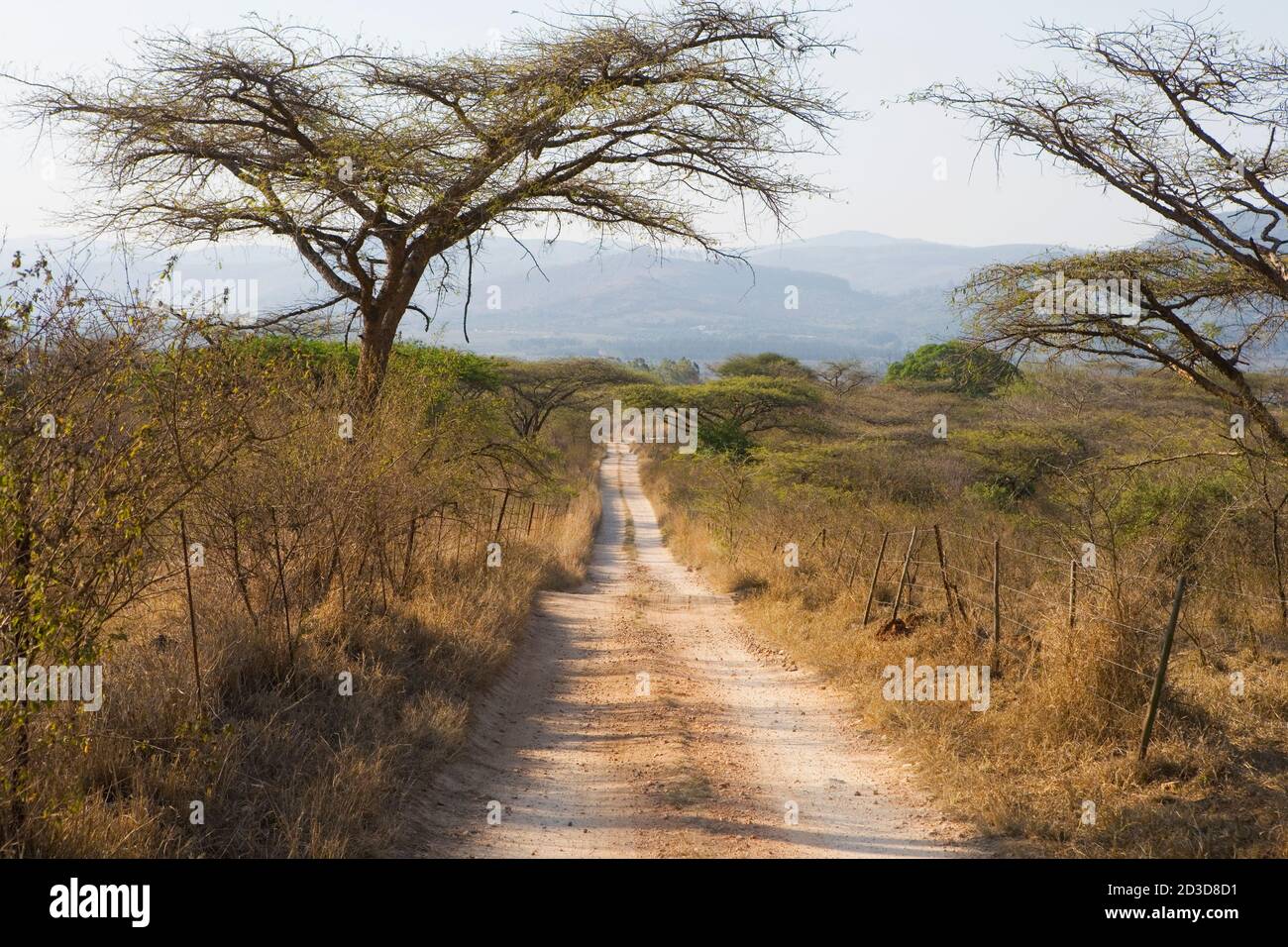 Blick auf Feldweg durch Akazienbäume, südliches Afrika. Stockfoto