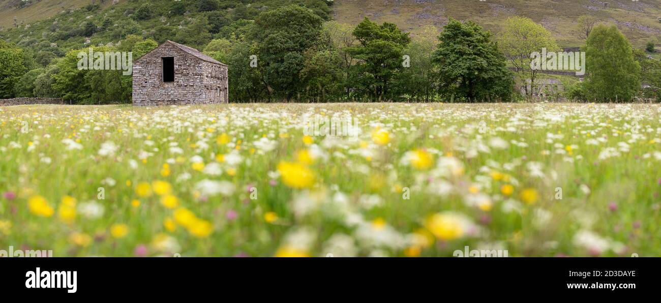 Stone Field Barn oder Laithe und Hay Meadow in Muker Meadows, Muker, Swaledale, North Yorkshire Yorkshire Dales National Park. Sommer (Juni 2019) Stockfoto